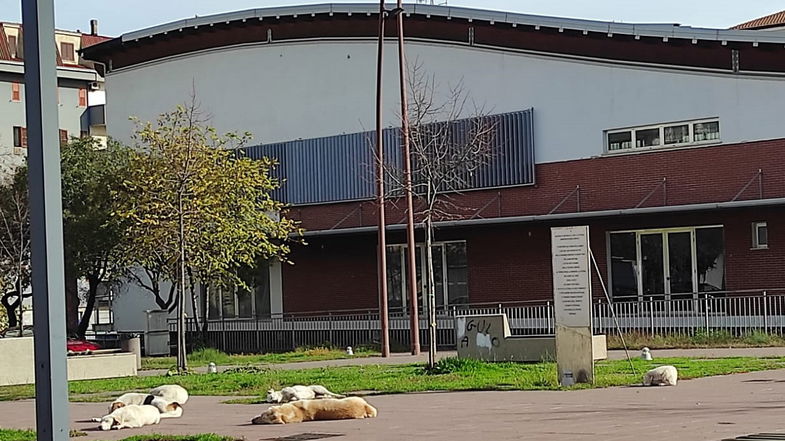 Corigliano-Rossano, il randagismo e l’esasperazione dei cittadini: non si può più uscire di casa