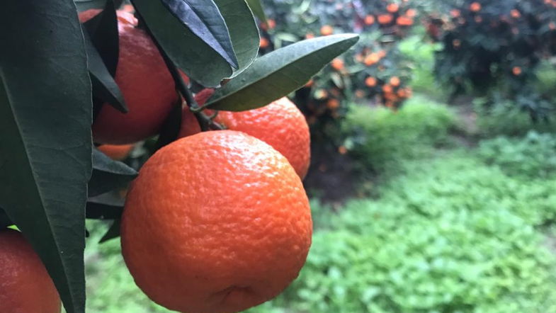 La Coop a sostegno della Clementina: garantire giusto prezzo di acquisto. Graziano: «Sia solo il punto di partenza»