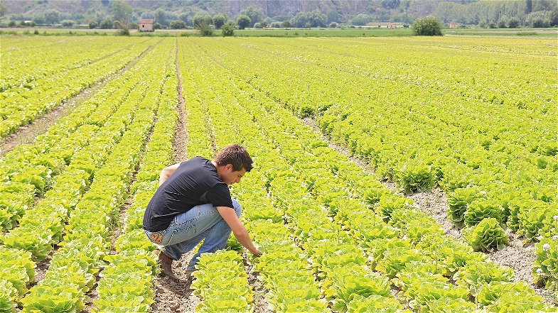 Sempre più giovani imprenditori calabresi in agricoltura: oltre il 6% in più negli ultimi cinque anni