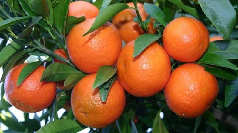 Le Clementine calabresi arrivano nell’ortofrutta di Esselunga