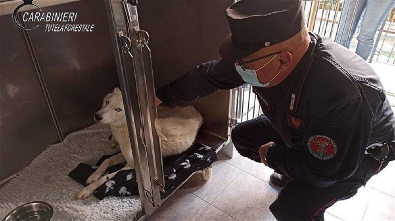  Maltrattava un Husky e i suoi tre cuccioli: denunciato dai Carabinieri
