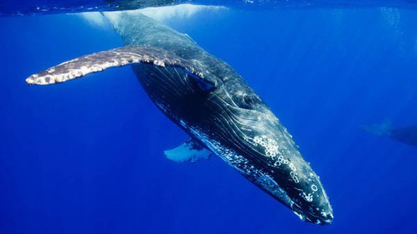 Cetacei nello Jonio: al via le spedizioni scientifiche