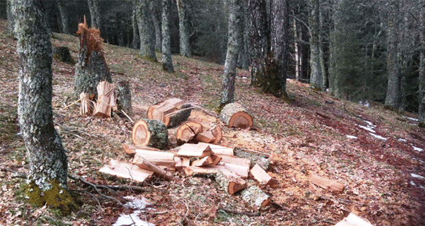 Rossano: taglio e furto di legna, parte la denuncia del sindaco