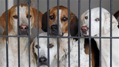 Francavilla, 16 cani sequestrati dal Corpo forestale
