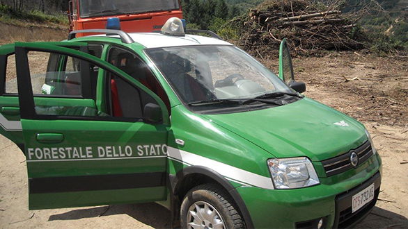 Acri, 10.000 pini e abeti tagliati abusivamente