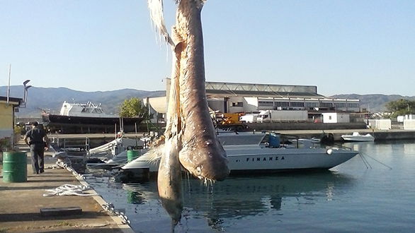 Capitaneria Corigliano, tratti in salvo 8 diportisti