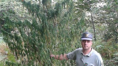 Corpo forestale, trovata pianta di Cannabis di oltre tre metri d'altezza
