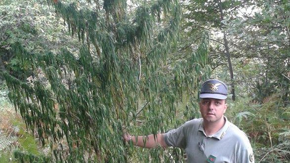 Corpo forestale, trovata pianta di Cannabis di oltre tre metri d'altezza