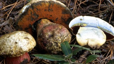 Corigliano, mangiano funghi velenosi: muoiono due persone