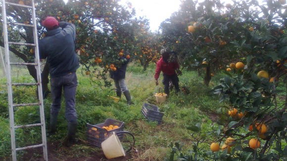 Cooperative agricole, perché sparare nel mucchio?