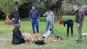 Corigliano: adozione cani, prossimo appuntamento l'8 febbraio