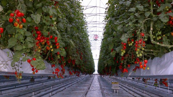 L'amore per la terra: Franzese, ecco la coltivazione idroponica dei pomodorini