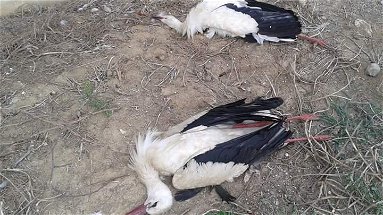 Corigliano, due cicogne bianche trovate morte a Ricota Grande