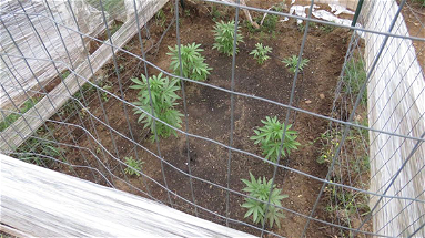 La Polizia Provinciale sequestra piante di Marijuana nel cuore della Sila
