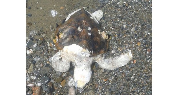Ritrovata una tartaruga morta alla Zolfara appello del WWF Rossano 