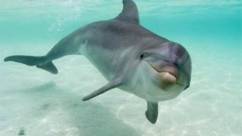 Villapiana, salvato delfino spiaggiato