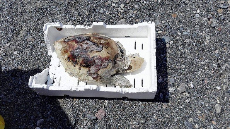 Ritrovata tartaruga morta in zona Faro. La seconda in meno di un mese