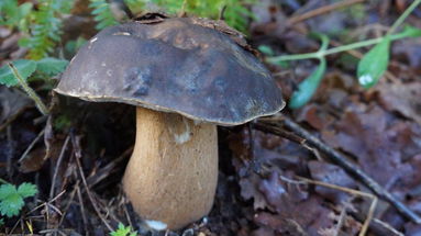 Funghi: è boom di raccolta porcini in Sila