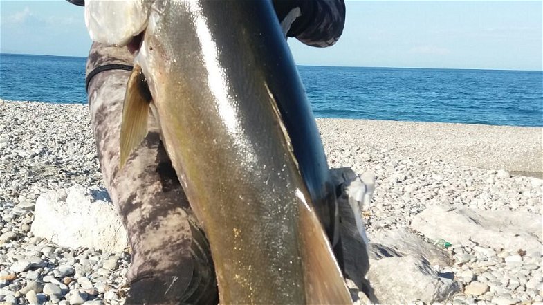 Curiosità, rossanese pesca una ricciola di 42Kg e oltre 180 cm di lunghezza 