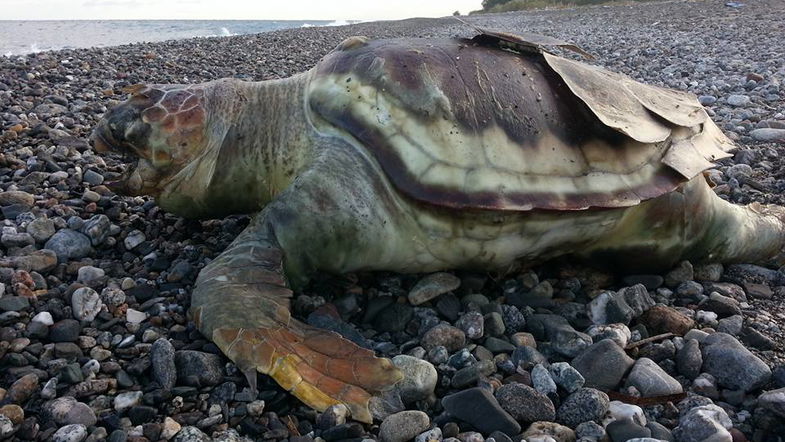 Tartaruga caretta caretta morta spiaggia Rossano