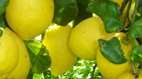 Il limone Igp di Rocca Imperiale nei mercati mondiali