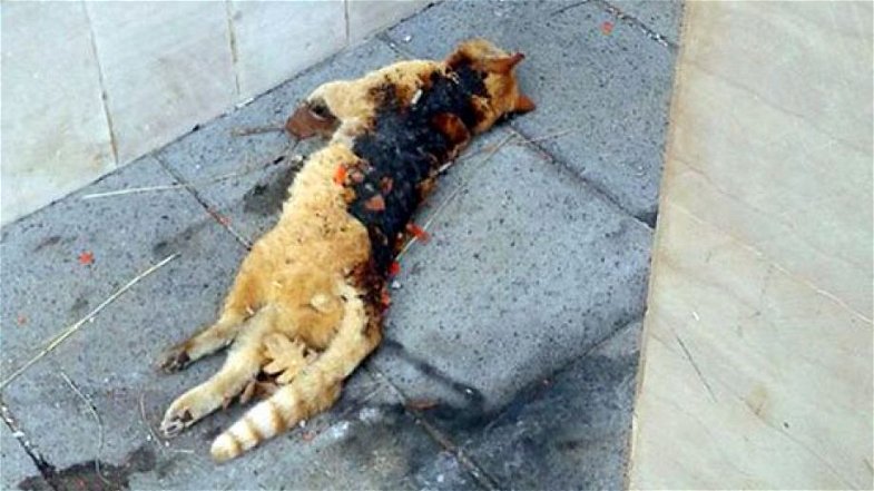 Gatto ucciso con i petardi, taglia sui responsabili