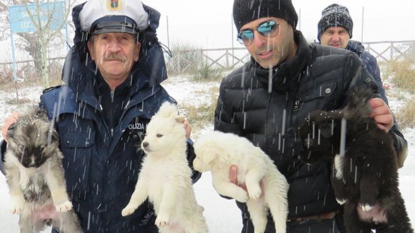 La Polizia Provinciale salva quattro cuccioli abbandonati nella neve a San Giovanni in Fiore