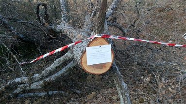 Furto legna montagna Rossano, arrestato 34enne
