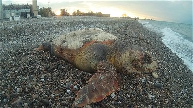 WWF Rossano: un'altra tartaruga uccisa