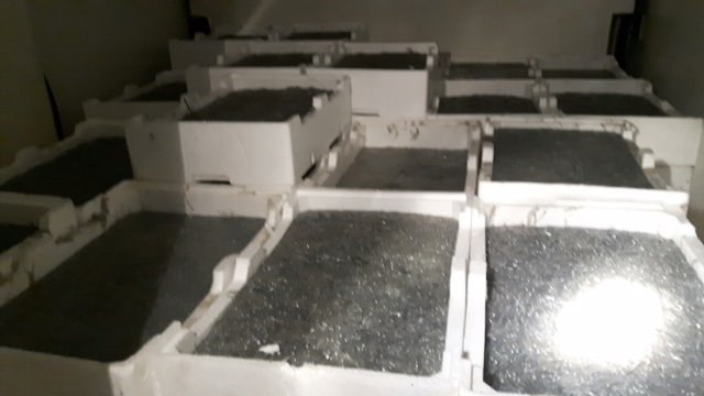 GdF di Cosenza: maxi sequestro 1000kg di novellame di sarda