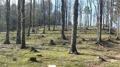 Rossano: Forestale, posta sotto sequestro area boschiva di 135 ettari