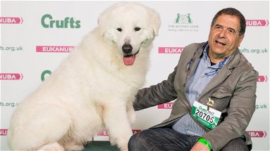 Crufts Dogs Show: Ennesimo riconoscimento per il maremmano Faustolo e il suo allevamento in Calabria