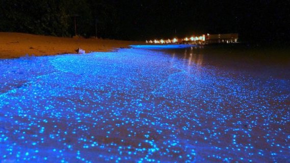 Corigliano, individuate microalghe bioluminescenti