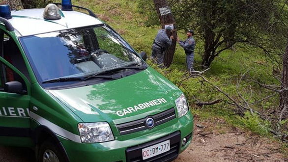 Rossano, tagliati e rubati oltre 2.300 alberi