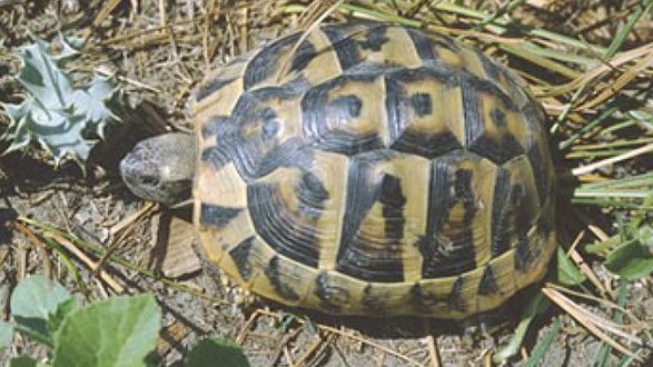 Sorpresi a vendere tartarughe di specie protetta