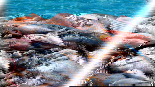 Pesca abusiva pugliese nella