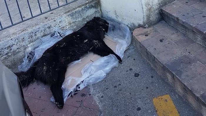 Cane morto, proteste a Corigliano