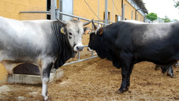 Agrisila: atteso il convegno su zootecnia, montagna e agricoltura sostenibile