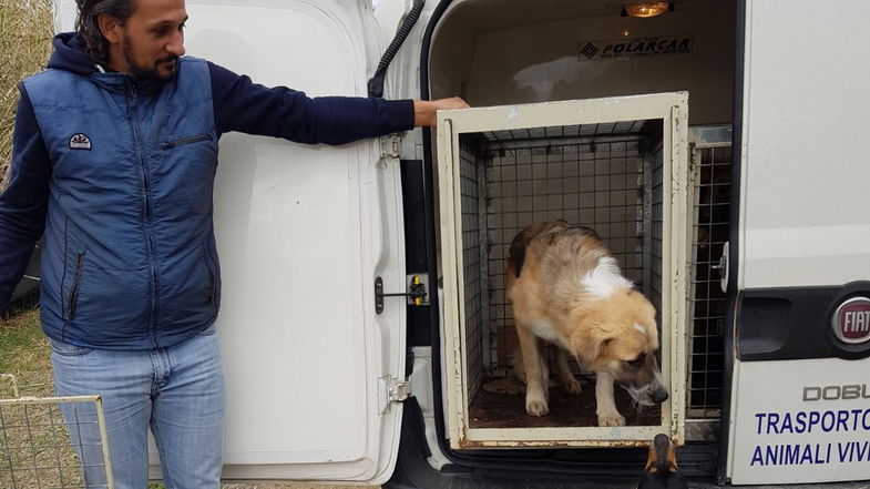 Cani da quartiere a Corigliano, convivenza possibile