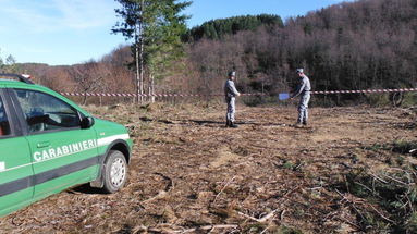 Taglio abusivo ad Acri, sequestrata area di 17.000 mq