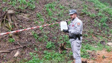 Carabinieri Forestali, due denunce per taglio abusivo ad Acri