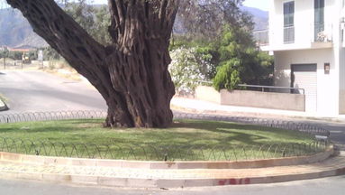 Rossano, al via censimento degli alberi monumentali