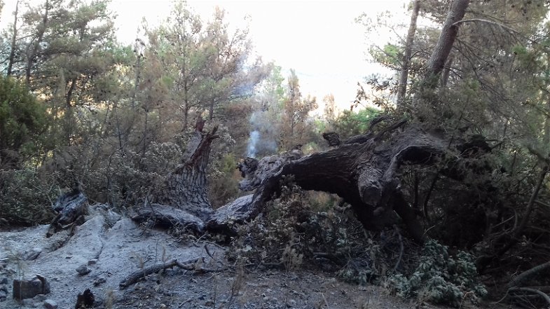 Comitato stop incendi Calabria: non votare chi ha smantellato il sistema di tutela dei boschi