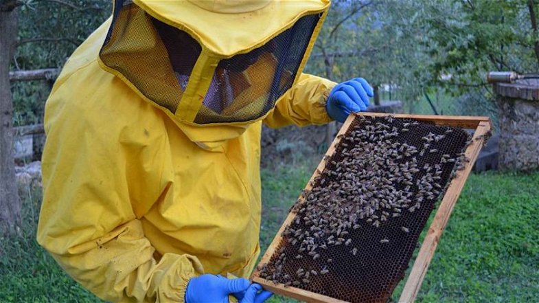 Regione, 6 milioni per sostenere l'apicoltura