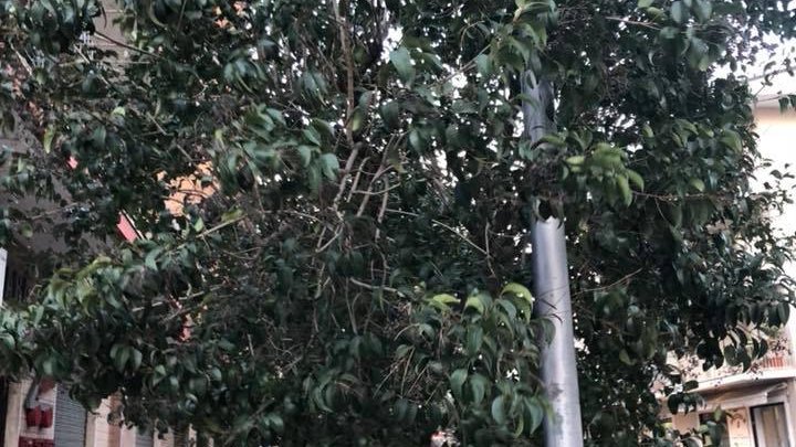 Corigliano: Tagliare i rami bassi degli alberi che sono pericolosi per i cittadini