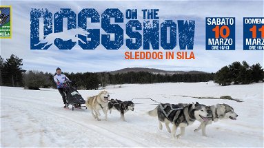 Torna nel Parco nazionale della Sila lo Sleddog, la corsa con cani da slitta più a sud d'Europa