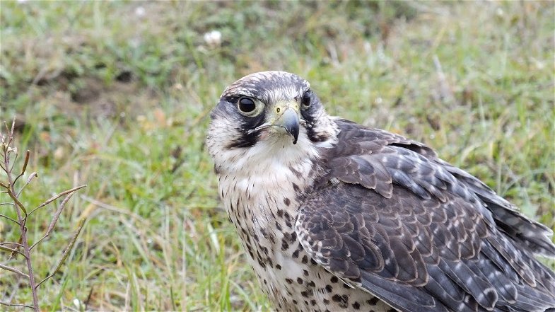 Trebisacce, la Polizia ritrova un esemplare di Falco Lanario