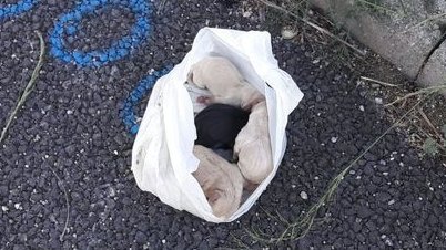 Tarsia: cuccioli di cane in sacco sull'A2, salvati