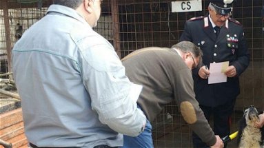 Carabinieri Parchi, repressione dei reati a danno degli animali