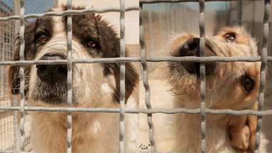 Corigliano Rossano: zero cani in canile, 19 animali coinvolti